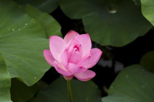 Trending Licensed Lotus365 Review 2027: Bonus, App, Withdrawal Tested
